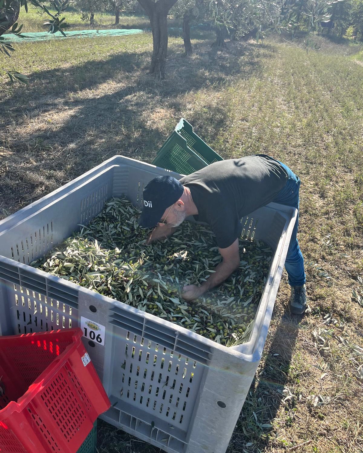 Olive appena raccolte, ancora con le foglie, dentro il cassone