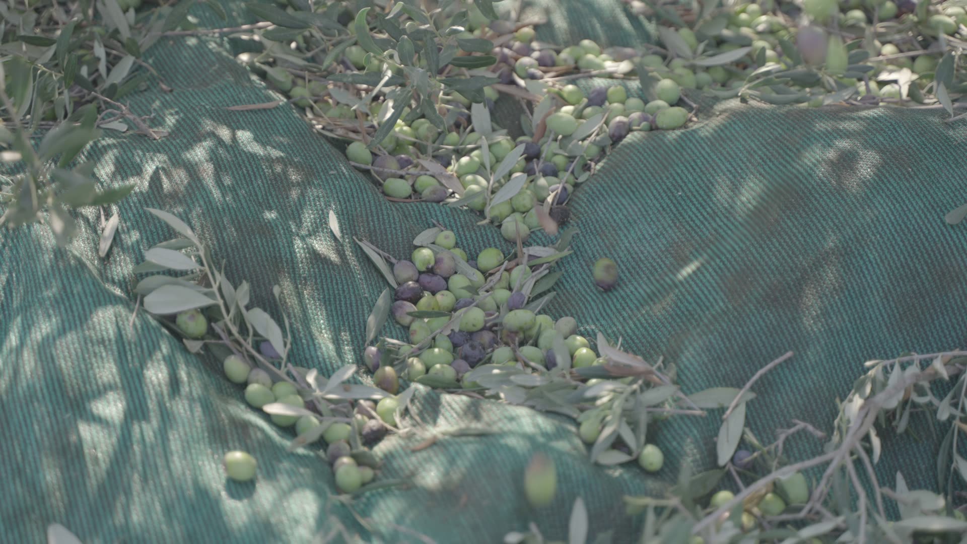 Olive e foglie cadute su una rete da raccolta color petrolio, luce a chiazze.