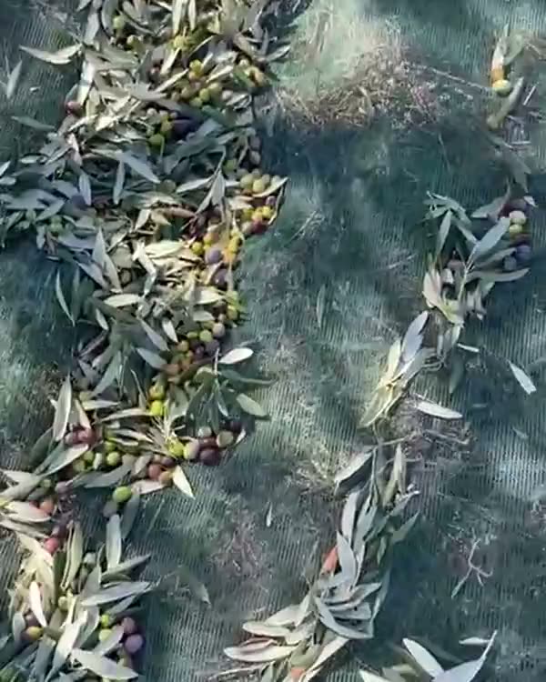 La rete di Ulive vista dall'alto, olive e foglie cadute sulla maglia.
