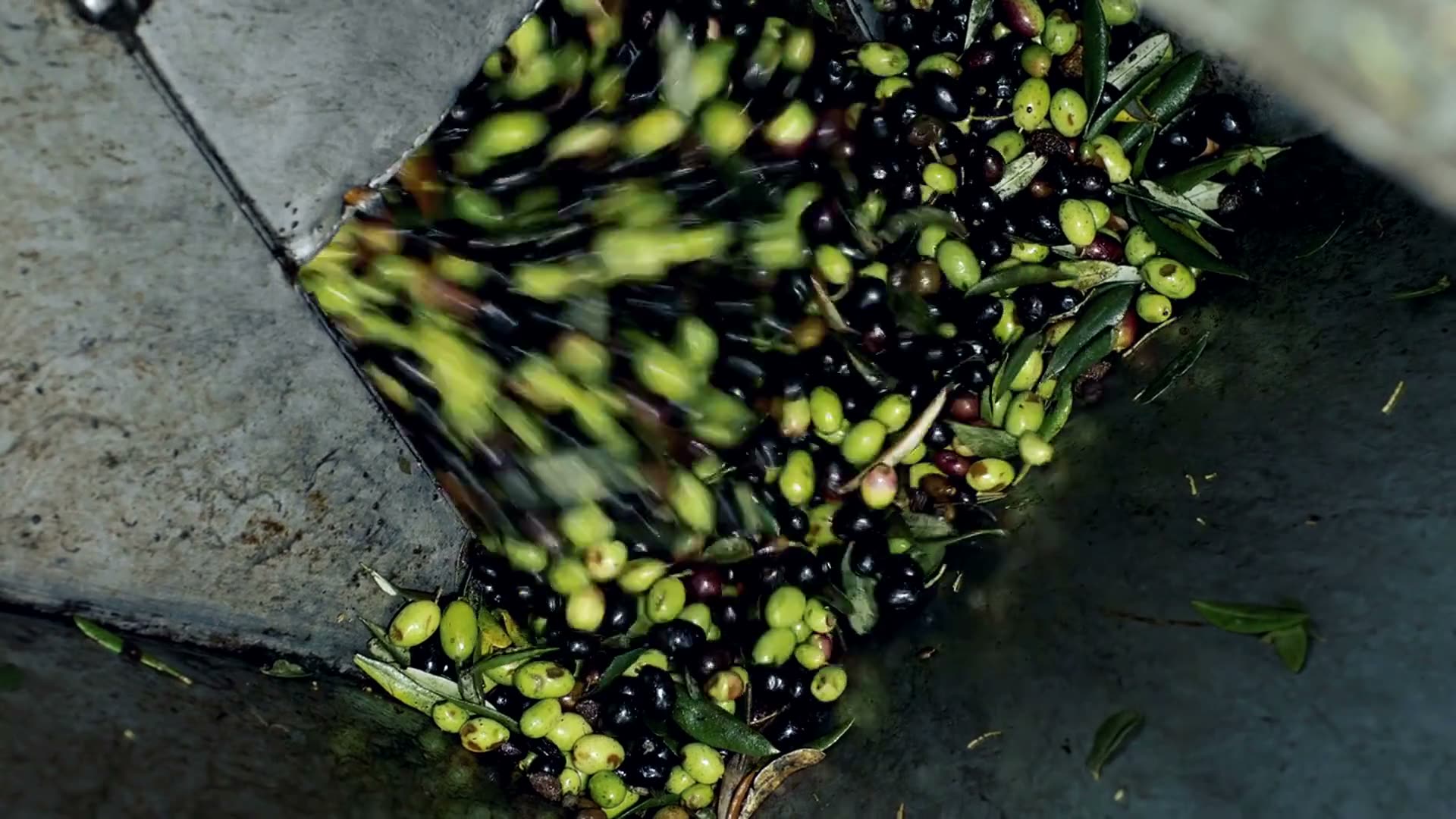 Le tre cadute: le olive sulla rete, la molitura, l'olio che cade nella vasca.