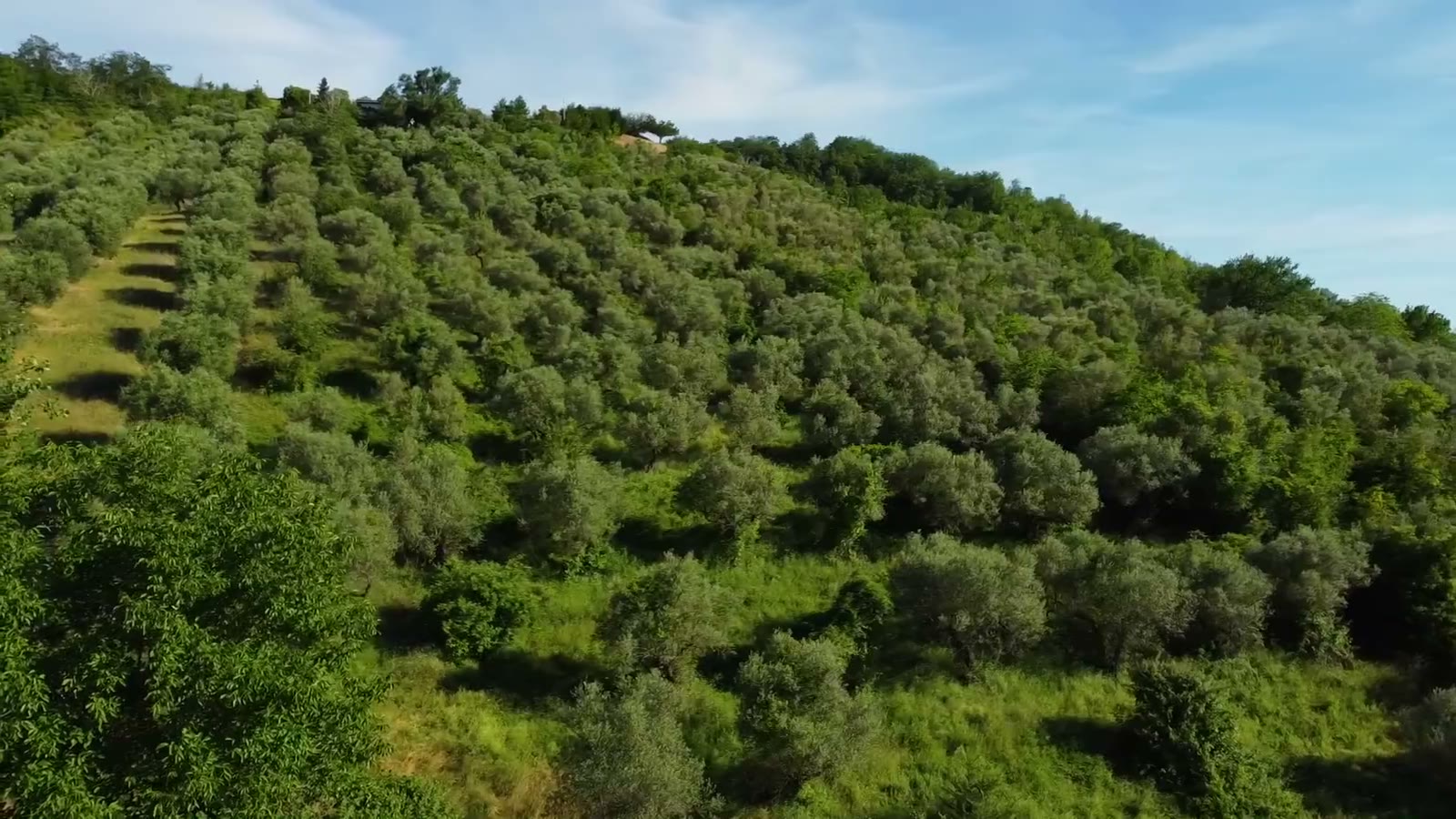 Un fianco di collina coltivato a ulivi in filari, sopra la valle.