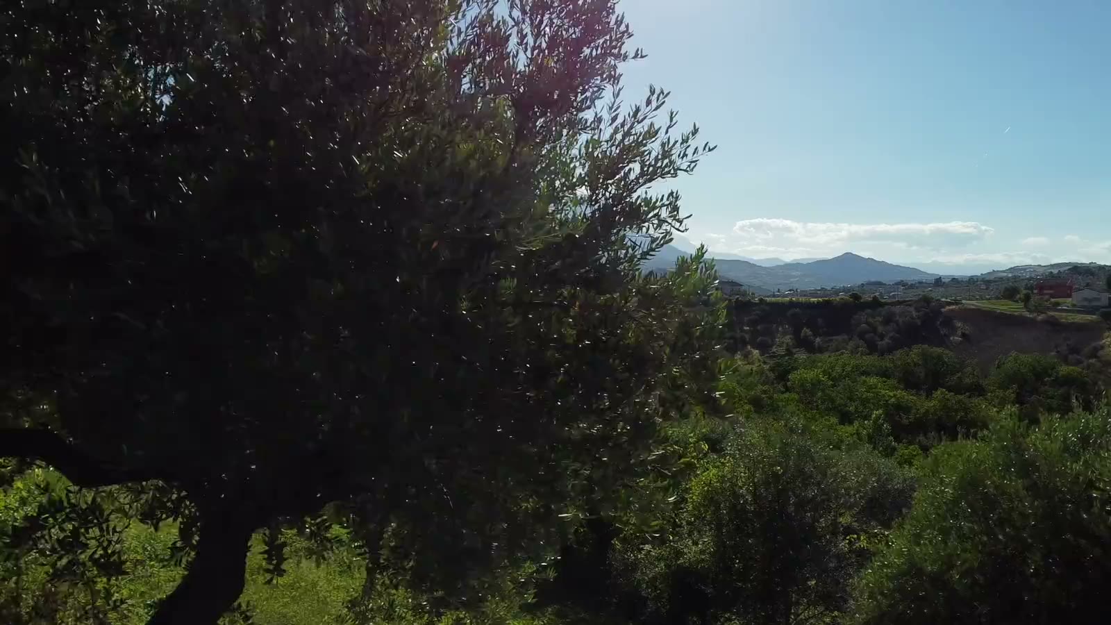 Un ulivo in primo piano che incornicia la valle e le montagne lontane.