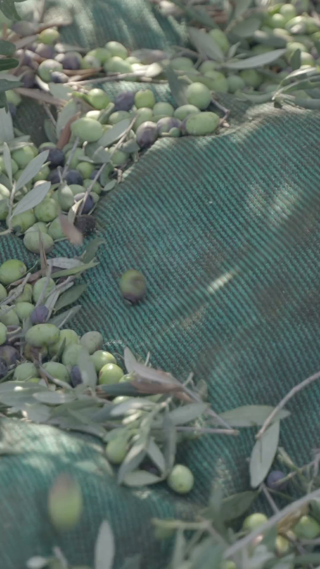 Le tre cadute: le olive sulla rete, la molitura, l'olio che cade nella vasca.